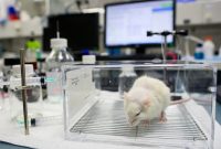 دیابت نوع ۱ در موش‌هایی که تحت درمان تجربی «ترکیبی» قرار گرفتند، درمان شد