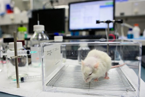 دیابت نوع ۱ در موش‌هایی که تحت درمان تجربی «ترکیبی» قرار گرفتند، درمان شد